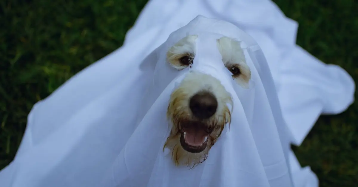 Cómo elegir el disfraz de Halloween ideal para tu mascota