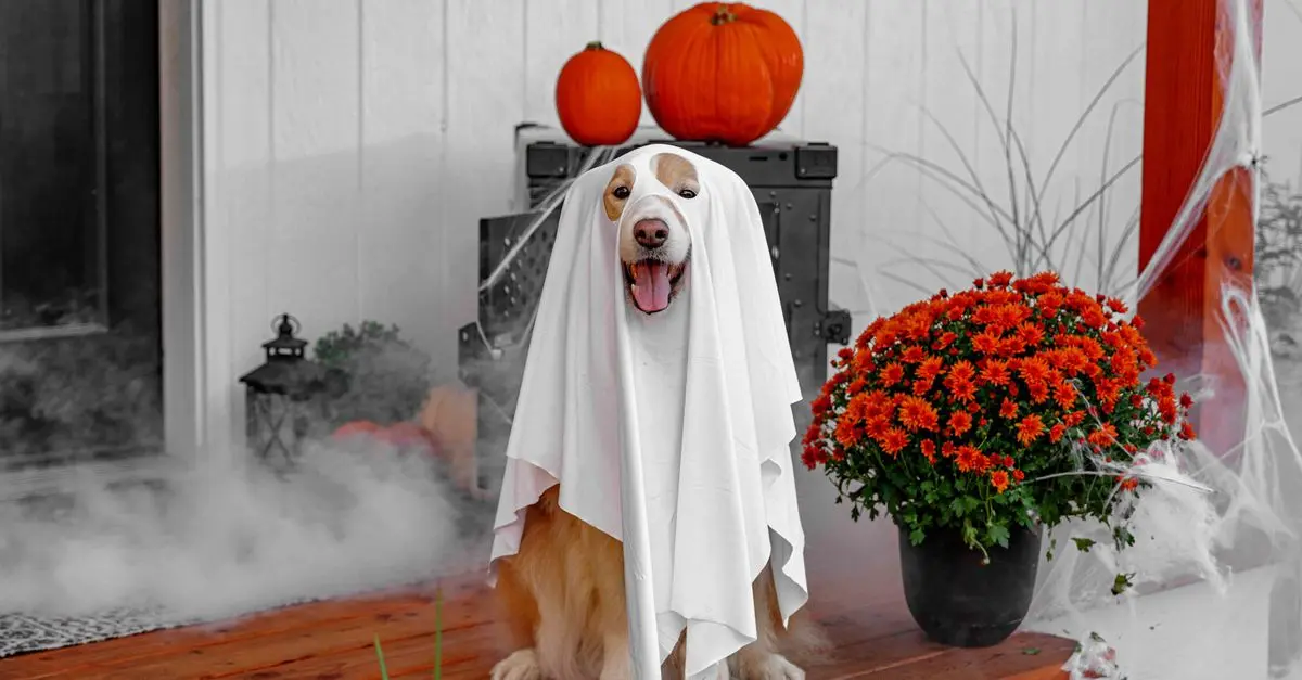 Cómo elegir el disfraz de Halloween perfecto para tu mascota