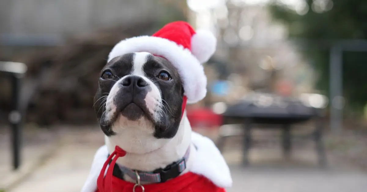 Disfraces para mascotas: Haz que tu amigo peludo participe