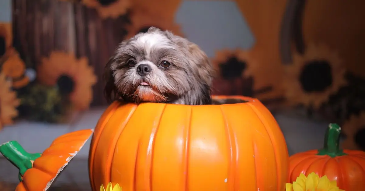 Cómo elegir el disfraz de Halloween ideal para tu mascota
