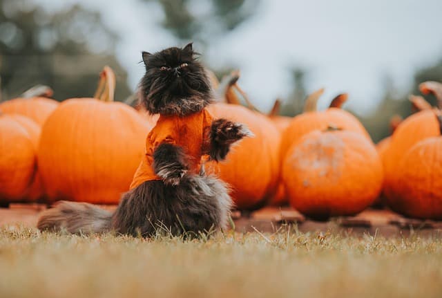 Cómo hacer un disfraz de Halloween con accesorios caseros